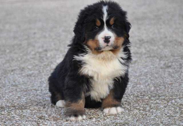 Comment choisir un chiot bouvier bernois?