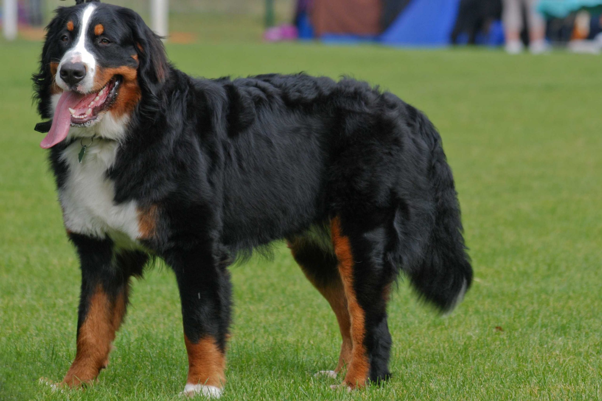 Comment choisir un chiot de montagne bernois?