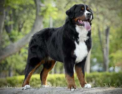 Où trouver un chien de montagne bernois?