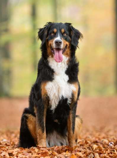 Où trouver un chien de montagne bernois?