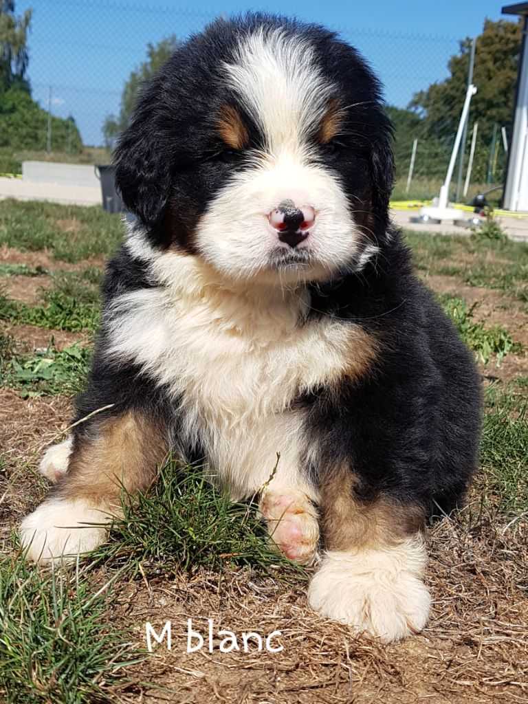 Pourquoi le bouvier bernois?