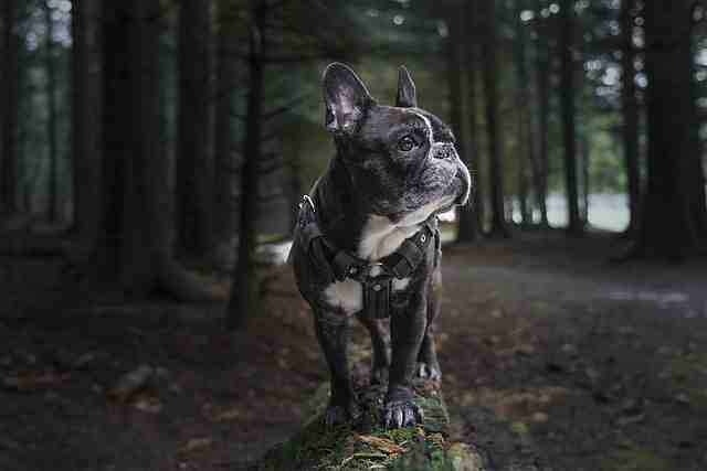 Choisir un harnais pour son chien