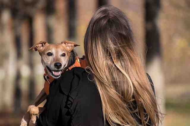 Pourquoi porter un harnais pour chien?