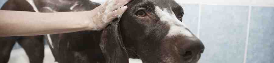 Comment Peut-on laver un chien sans shampoing ?