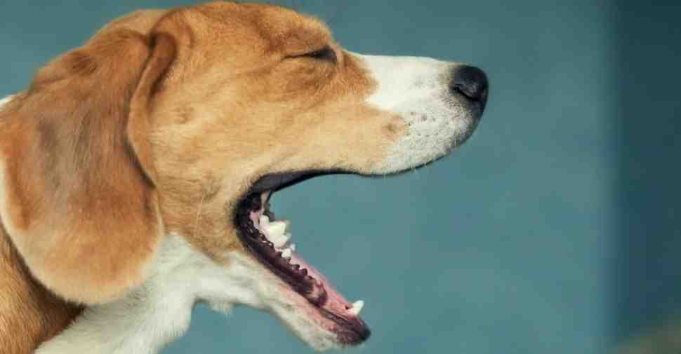 Comment calmer la toux chez un chien ?