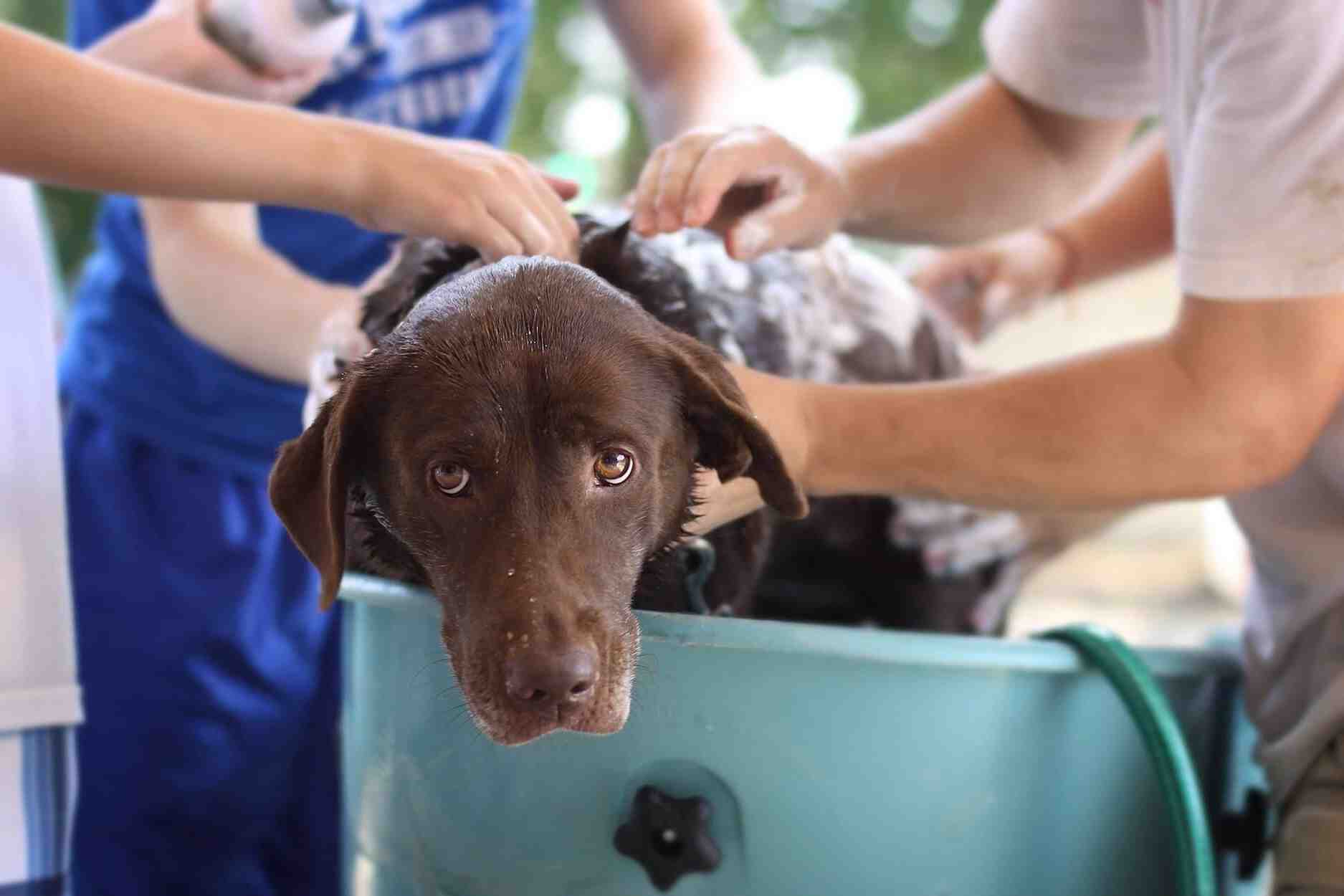 Comment laver son chien sans shampoing
