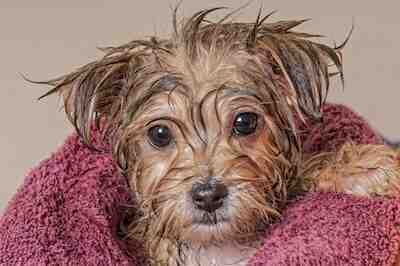 Comment laver un chien sans shampoing pour chien