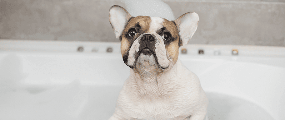 Comment nettoyer son chien sans le laver ?