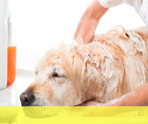 Est-ce qu'on peut laver un chien avec du shampoing ?