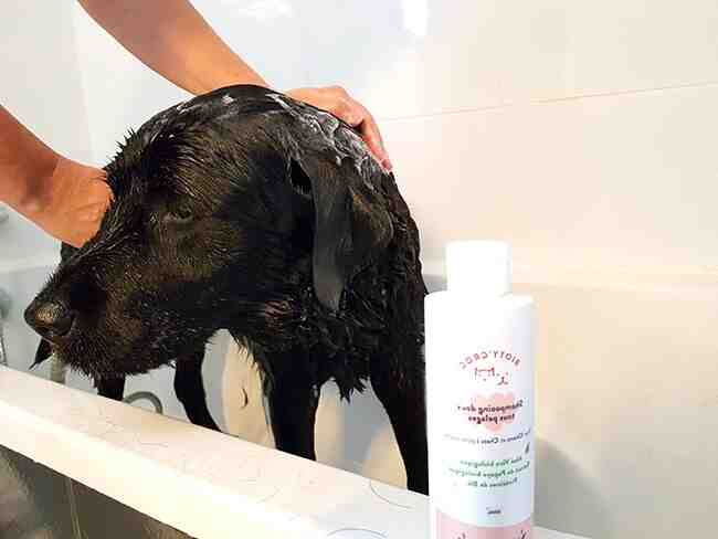 Comment laver tête chien ?
