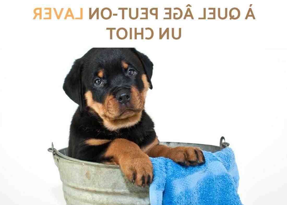 Comment laver un chien naturellement ?