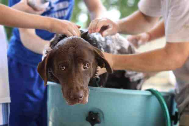 Pourquoi ne pas trop laver son chien ?