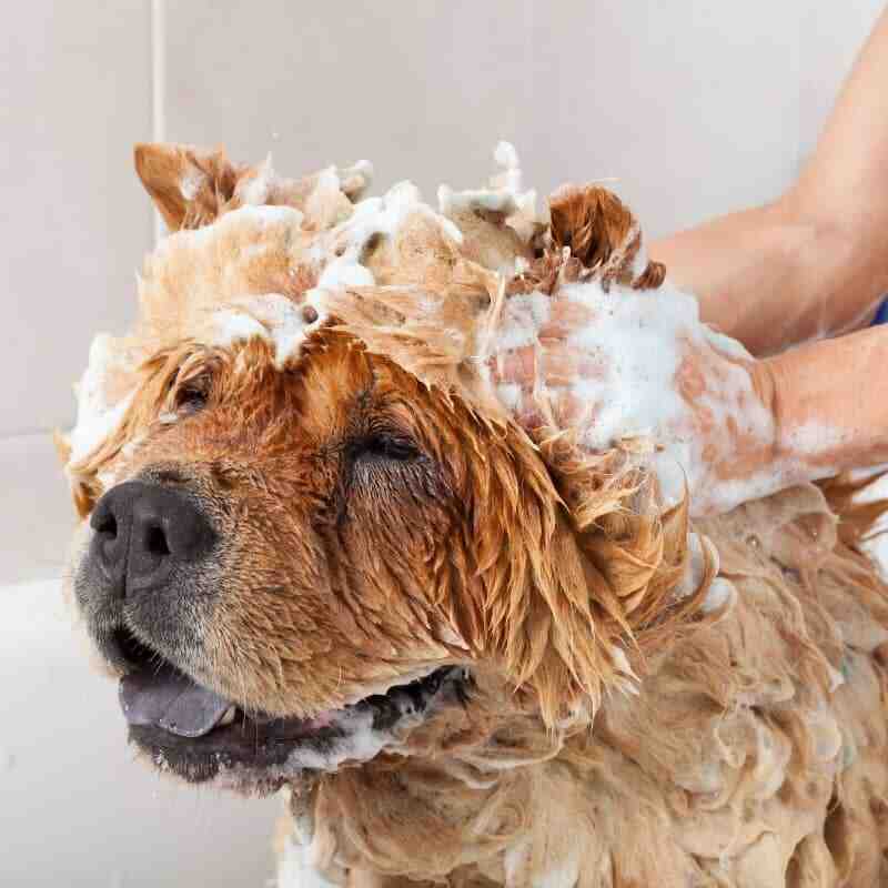 Est-ce que je peux laver mon chien avec du savon de Marseille ?