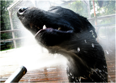 Shampoing sec pour chien qui pue