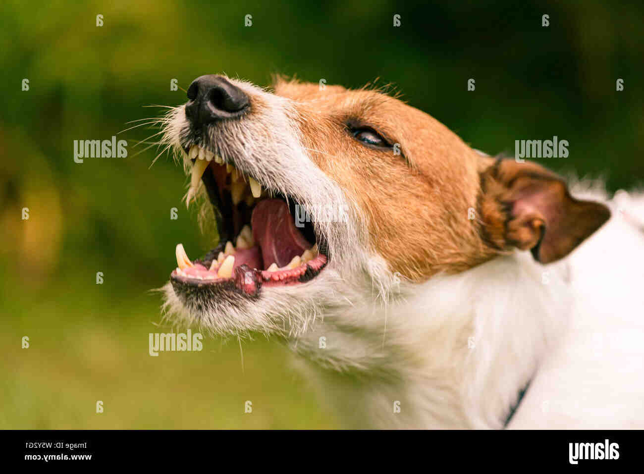 Quel est le chien le plus dangereux avec les enfants ?