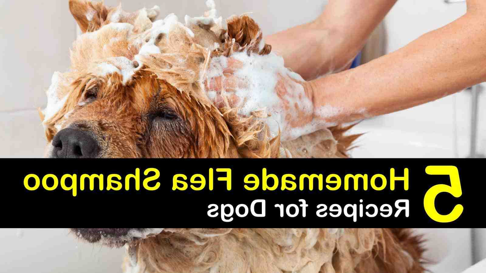 Quel savon utiliser pour laver un chien ?