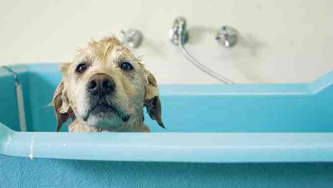 Quand et comment laver son chien ?