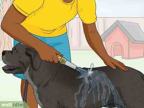 Comment laver son chien sans shampoing pour chien