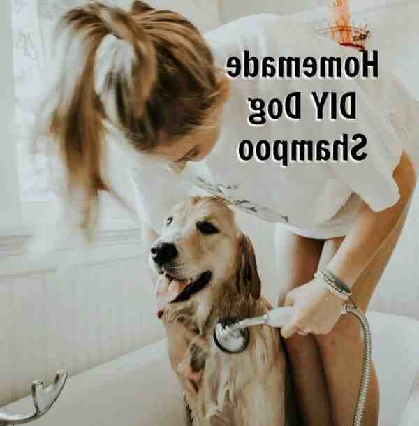 Comment fabriquer shampoing pour chien