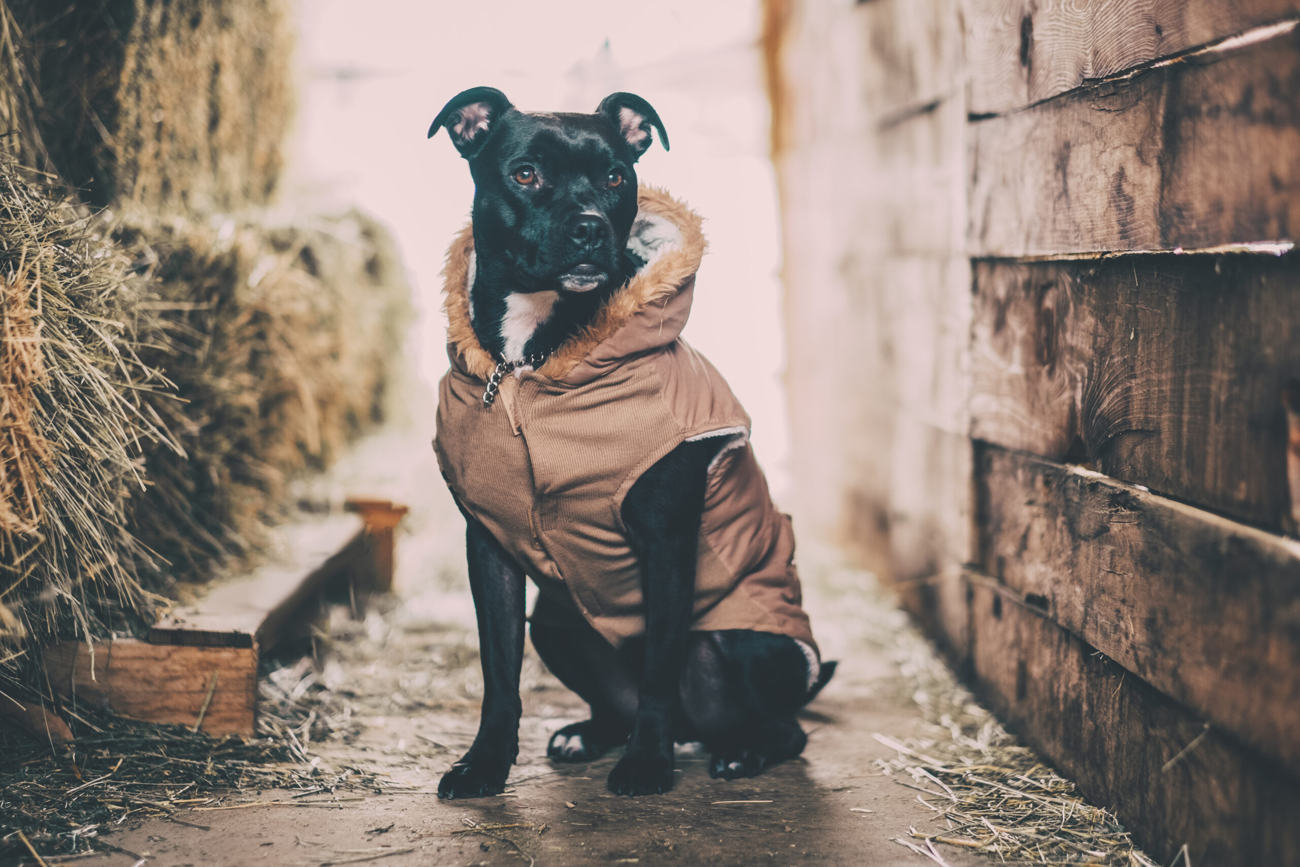 manteau chien impermeable et chaud