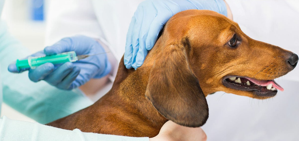 prix vaccination chien 