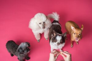 comprimé anti puce et tique pour chien vétérinaire prix